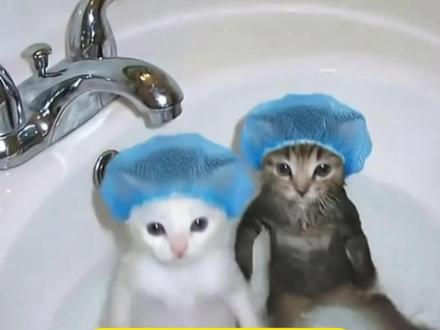 小猫在浴池里跳舞ai视频教程来啦!
小猫跳舞ai特效 小猫练了这么久的舞被说是ai 小猫在浴池里跳舞ai指令 两只跳舞的猫 猫咪ai跳舞 小猫ai跳舞 宠物ai跳舞 万一小猫排练 #由小云雀seedance2.0制作 #小云雀AI #小云雀爆款马上成片 #小云雀seedance#用小云雀Agent短剧一键直出