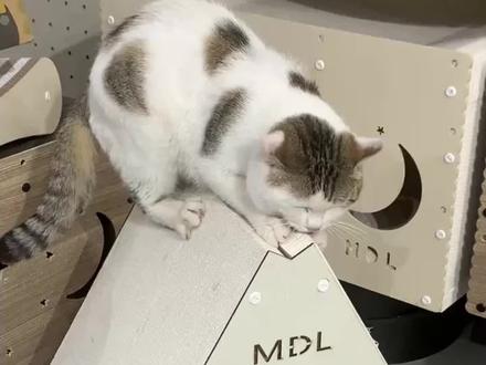 觅得狸猫抓板 白卡纸,耐抓耐磨,一物两用,猫猫的最爱#喵主子的日常 #猫抓板窝 #养猫好物 #猫抓板厂家 #新手养猫