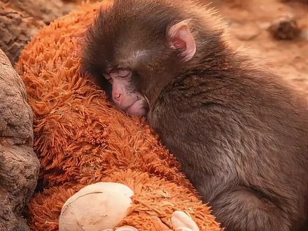 那个拖着玩偶的小猴子,终于回归了族群! #猴子 #科普 #涨知识