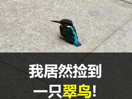 天上不会掉馅饼,但会掉翠鸟!#抖音自然 #普通翠鸟
