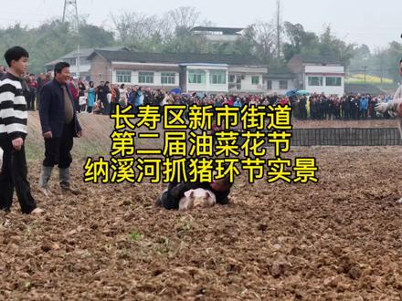 漫游纳溪花田 相约金色春天”,纳溪河油菜花,长寿区新市第二届油菜花节纳溪河抓猪实战,肚皮笑痛了不要来找我!#抖出你的家乡美景 #抓猪 #场面壮观 #乡愁记忆 #我爱长寿