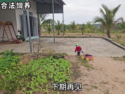 妈妈的车子坏了,小猴子主动帮忙,拉着小车去买菜 #猴子成精 #野生动物 #萌宠出道计划