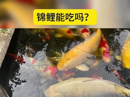 锦鲤能吃吗?好吃吗?这就不是问题,要好吃早出名了。#锦鲤 #见锦鲤者发发发 #喂鱼 #锦鲤池 #观赏鱼