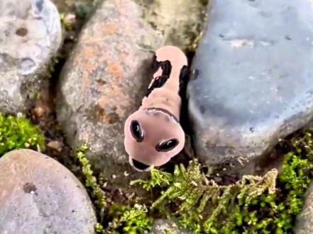 分享几种虫子,你都认识吗?#虫子 #昆虫 #涨知识 #科普