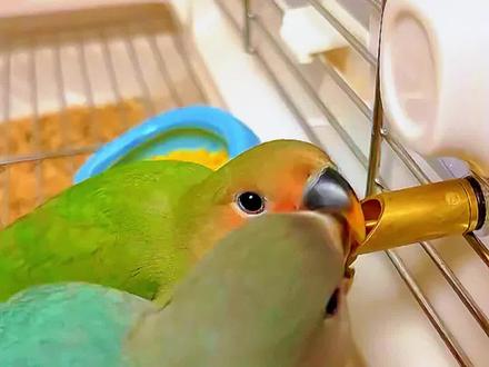 冬天鹦鹉喝水加上它,鹦鹉体肥毛亮肠胃好#养鸟经验分享 #鹦鹉小白 #鸟用益生菌