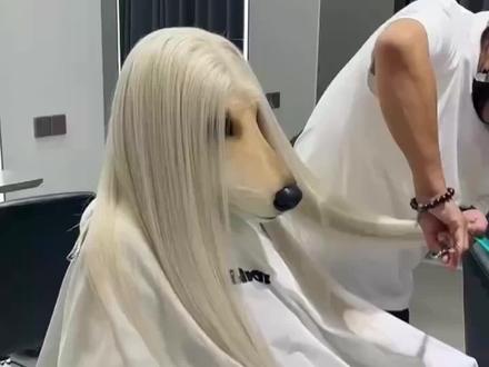 这种狗好养吗#狗#好养#狗是人类最忠诚的朋友