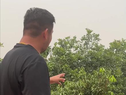 在泰国产地看新品种偶遇惊喜枇杷芒#新农人计划2023 #现场实拍 #热带水果 #泰国 #vlog日常