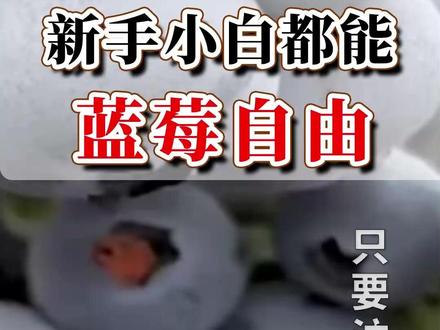 盆栽蓝莓,很多人第一步就做错了#蓝莓 #养花