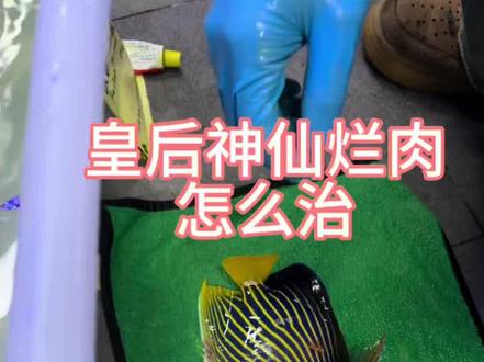 海水鱼烂肉问题经过一个多月得到解决 #海鱼观赏鱼 #海缸#海缸日记 #海水鱼 #海水神仙鱼
