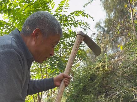 蒲公英茶制作全过程,将野菜蒲公英采摘回来,炒制成蒲公英茶和 蒲公英根茶,泡水喝好处多多。#农村美食 #农村美食生活 #乡村味道 #蒲公英 #蒲公英茶