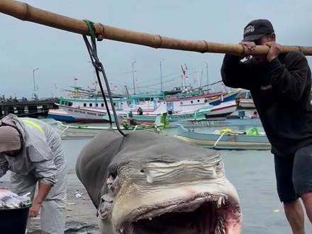 这种情况还有救吗? #动物 #动物科普 #动物救助 #涨知识