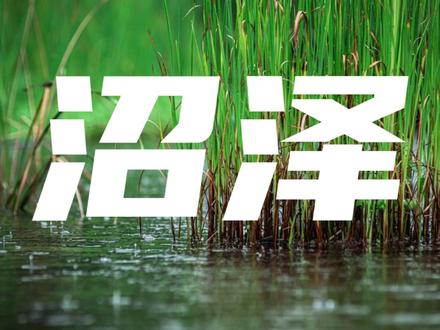 【秒懂地质】沼泽 沼泽