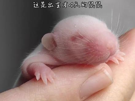 鼠(小白鼠)是宠物蛇最全面的能量来源
#宠物蛇 #爬宠 #异宠 #蛇蛇教 #小白鼠