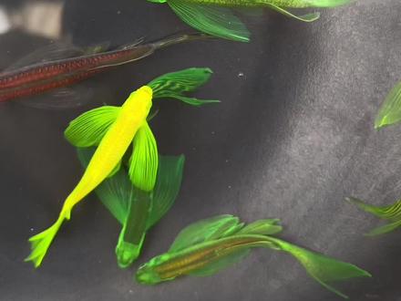 #新农人计划2023 #2023新农人计划乡村振兴蓝图 #养什么鱼能年入百万 #鱼游天下 #农村致富好项目 鱼游暗夜蝶翼斑马斑马系列简介@抖音小助手