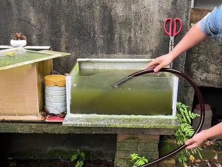 #神奇的闲鱼 #新版闲鱼 #养殖 #养龟日常 #上闲鱼赚一笔 乌龟在鱼缸里经过了一个冬天.今天来看看乌龟怎样了