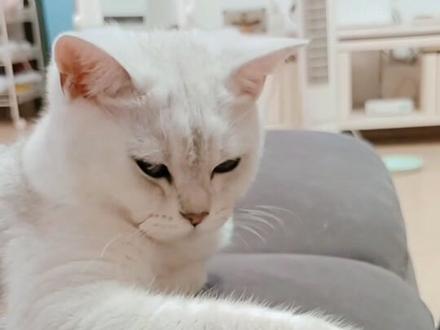 #宠物成精啦 #宠物出道计划 #宠物猫 如何教一只小猫子长张爪爪