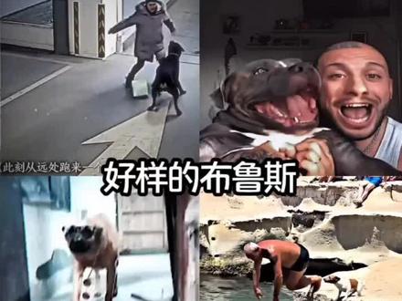"好样的布鲁斯" #布鲁斯 #狗狗 #狗狗的日常 @抖音小助手 @DOU+上热门 @抖音创作小助手