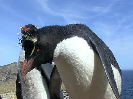 这些企鹅也太可爱了#企鹅 #野生动物 #纪录片解说