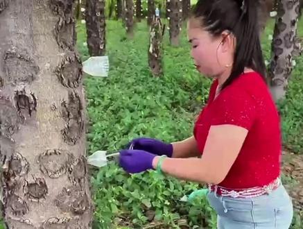 你知道这是什么树吗#雪燕 #植物燕窝#越南特产