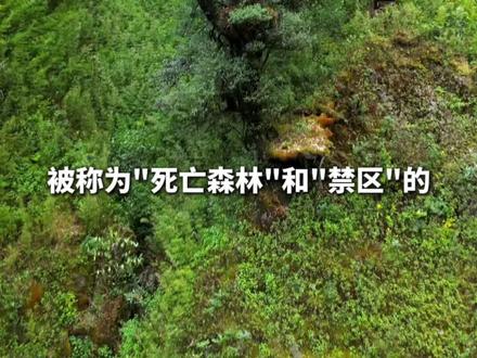 哀牢山荒野求生赛计划明年3月举行,主办方:冠军奖金20万元,在已开发区域进行,已提前踩点风险可控
