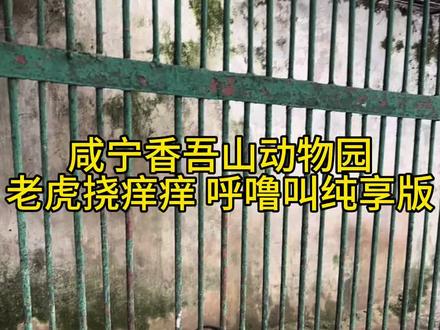 是的是的!咸宁香吾山动物园! 在森林里面,也没有臭味,夏天去的,有蚊子,院长还给了风油精,一篮菜喂了好久#咸宁香吾山动物园 #看老虎 #饥饿的羊驼
