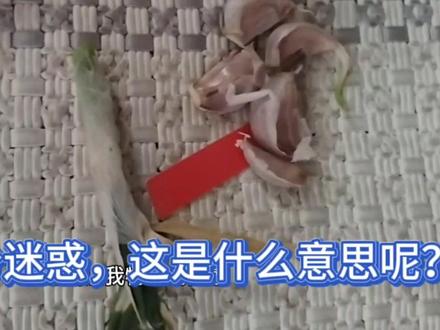 女朋友给我的红包里面装着葱和蒜,让我十分迷惑,这是什么意思?#@酷酷的阿鹏vlong
