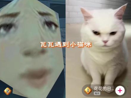 见到小猫咪流口水了#瓦瓦 #小猫咪 #可爱小猫