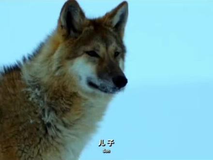 “我靠近你,因为你是我的妈妈;我远离你,因为你是人类”#重返狼群 #重返狼群格林 #治愈系 #人与自然和谐共处 #李微漪