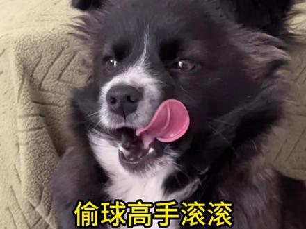 偷球高手滚滚 滚滚是一只很顾家的小狗,在外面发现什么“好东西”,都要煞有介事地衔回家 #狗狗 #本村最靓的狗 #爱坐电动车的卡尔