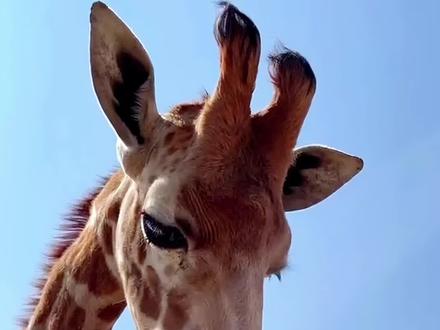 长颈鹿为何爱舔钢管 #趣闻 #科普