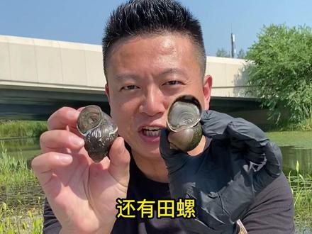 外来入侵物种福寿螺,不可食用。请认准福寿螺与田螺的区别,告知你爱和关心的人。美食科普不忘初心。#科普 #福寿螺 #田螺 #入侵物种