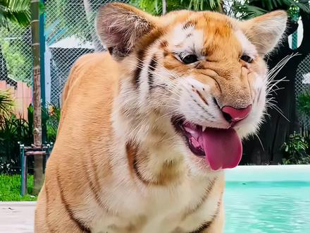 狗里狗气的金虎#动物科普 #知识科普 #金虎