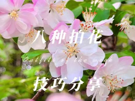 路边小花开了,分享拍花技巧给你,简单好学快拍起来吧#手机摄影 #拍摄技巧