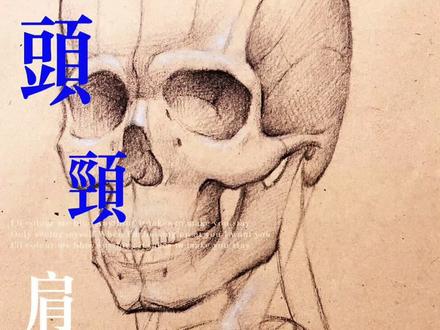 头颈肩骨骼学习,与你分享!
#素描头像基础 #头骨结构