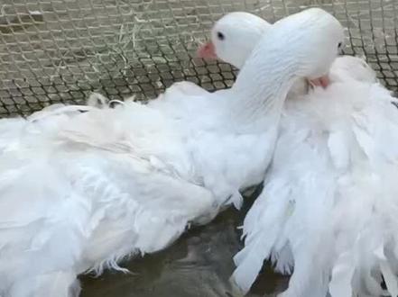 全身卷翻毛鹅已经开始交配,期待繁殖季2022💪#斯波尔翻毛鹅 #万物皆有灵性 #大白鹅