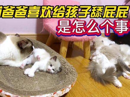 猫爸爸喜欢给孩子舔屁屁是怎么个事?#奶猫喂养日记 #奶猫成长记 #布偶猫不是猫是狗系列 #我要做爆款 #猫咪的迷惑行为 #搞笑猫咪 #猫咪的奇怪行为 #公猫绝育后的变化