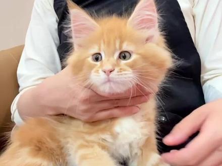 发图我看你家是什么串串猫? #家有缅因