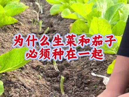 为什么茄子旁边要种生菜?#种植小技巧 #农业知识