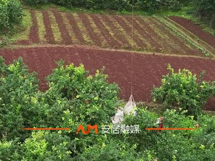 65万斤直供蜜雪冰城 你喝的柠檬水原材料可能来自安居!#遂宁 #四川 #柠檬 #蜜雪冰城