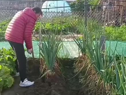 冬季室外储存大葱的好方法(2024.11.21号的作品)