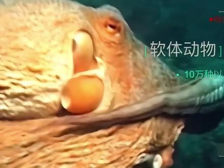 动物的主要类群02 #自学视频#2026版北师大版生物学#八年级下册生物学自学课件 #自学秘籍#动物的主要类群