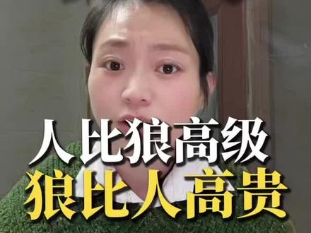 #怪不得格林能当狼王 妈妈的红腰带它保留了6年啊 它最后一次去小木屋见妈妈时把那条红腰带送回去了 ,有人能做李微漪,拿命去爱,有人能做盗猎者,笑着作恶#重返狼群背后的故事 #人性 #正能量