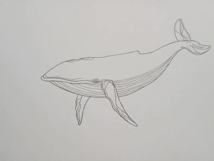 🐋超级简单的蓝鲸画法#画画 #手绘 #一起学画画 #画渣日常 #流量