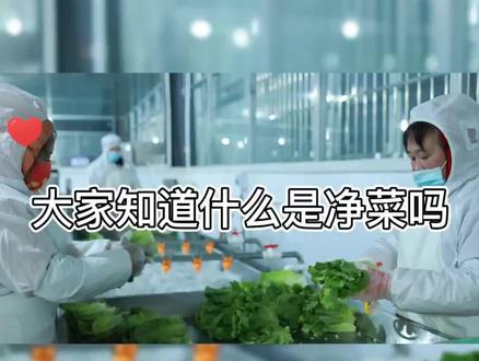 你们知道什么是净菜吗?大家对净菜怎么看#预制菜 #净菜加工 #好食材好味道