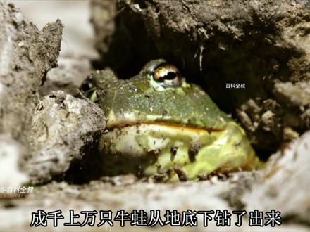 非洲牛蛙嘴真大,啥都吃得下 #一代人有一代人的动物世界 #非洲牛蛙 #动物世界