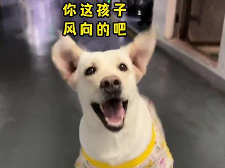 你这孩子风向的吧 配音:阿幸#动物配音 #搞笑配音