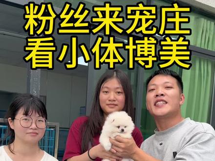 粉丝来宠庄看博美,大家都来看一下,广州哪里有博美 #博美 #博美幼犬 #广州博美 #广州买狗 #广州狗场
