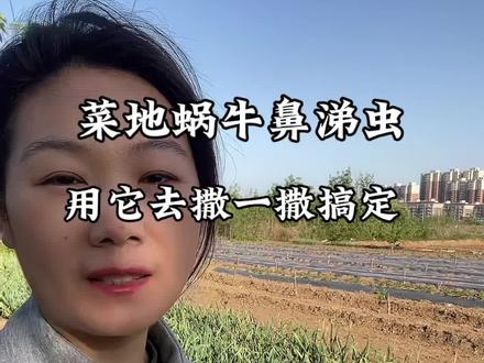 想要清理咱们菜地里面的蜗牛,就用这个#四聚乙醛 去撒一撒搞定#蜗牛 #菜地蜗牛 #蔬菜种植