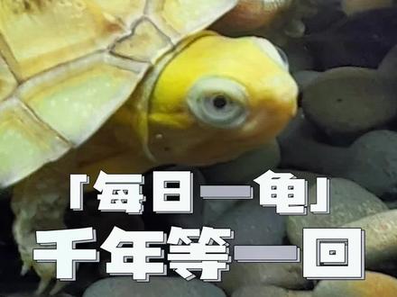 今天来看看小青 #神奇动物在抖音 #爬宠 #解压 #养龟日常 #奇妙的动物