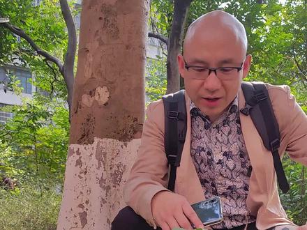 除了#五指毛桃 你听过#一指毛桃 #三指毛桃 #七指毛桃 吗#祛湿 #健脾 #胡博士说中医 #识百草 #植物科普